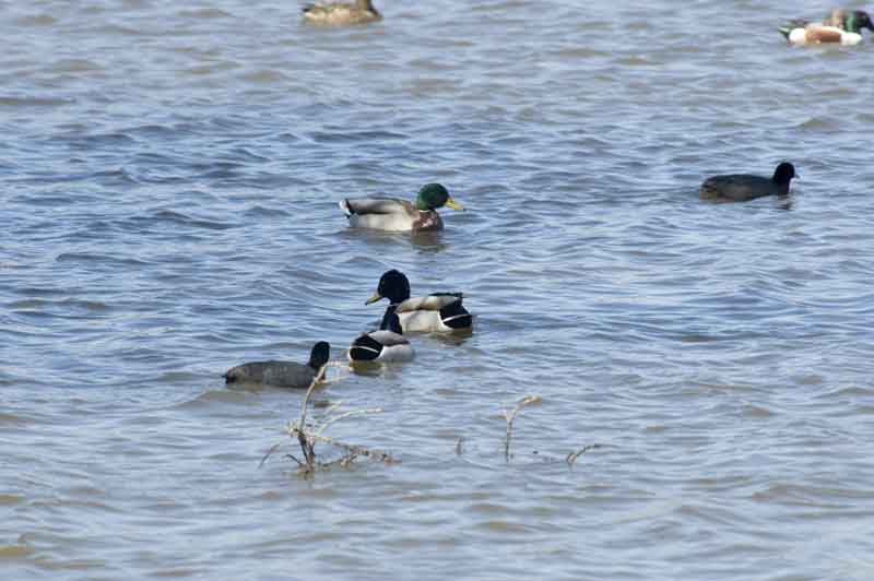 Pato - parc natural dels aiguamolls de l'Emporda - Girona - Catalunya.jpg